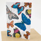 Growing Paper greeting card - Butterfly Print: Paper Band